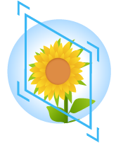 Sunflower Icon